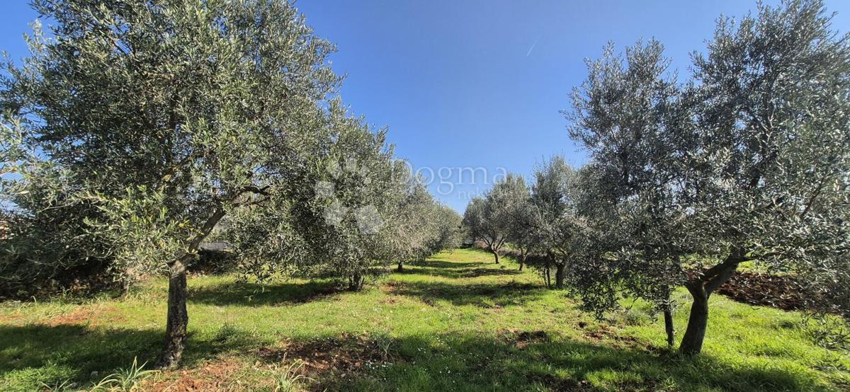 Zazidljivo zemljišče Peruški, Marčana, 492m2