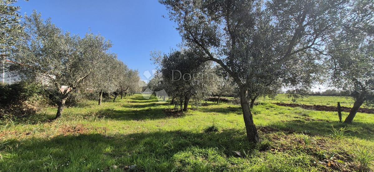 Zazidljivo zemljišče Peruški, Marčana, 492m2