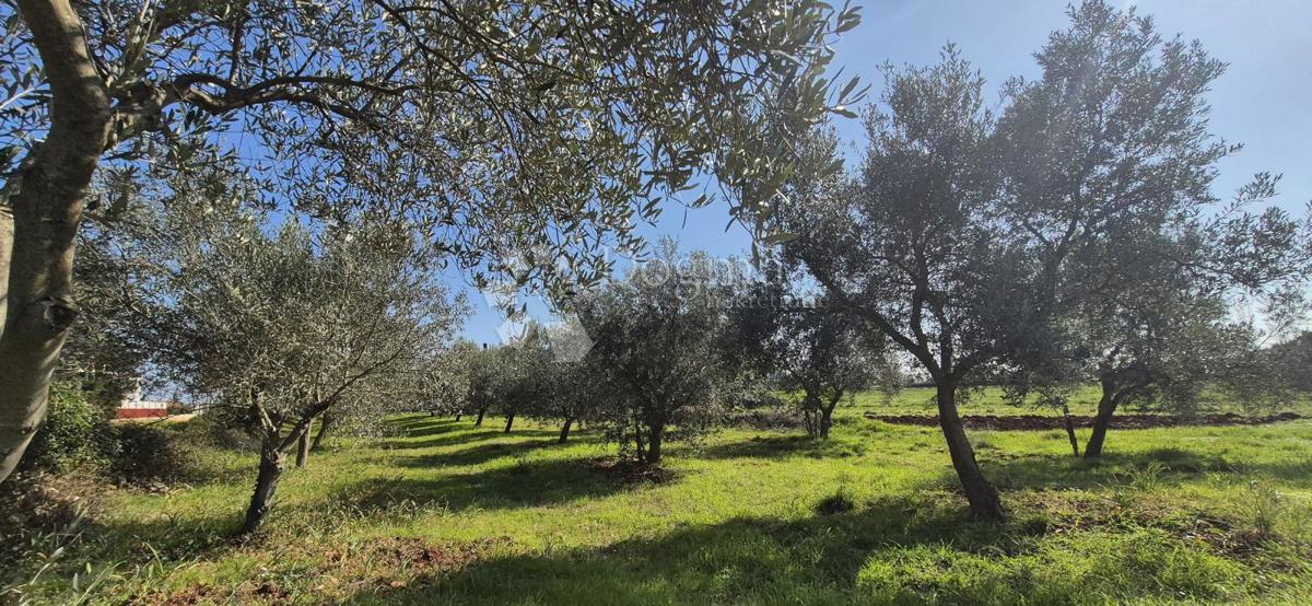 Zazidljivo zemljišče Peruški, Marčana, 492m2