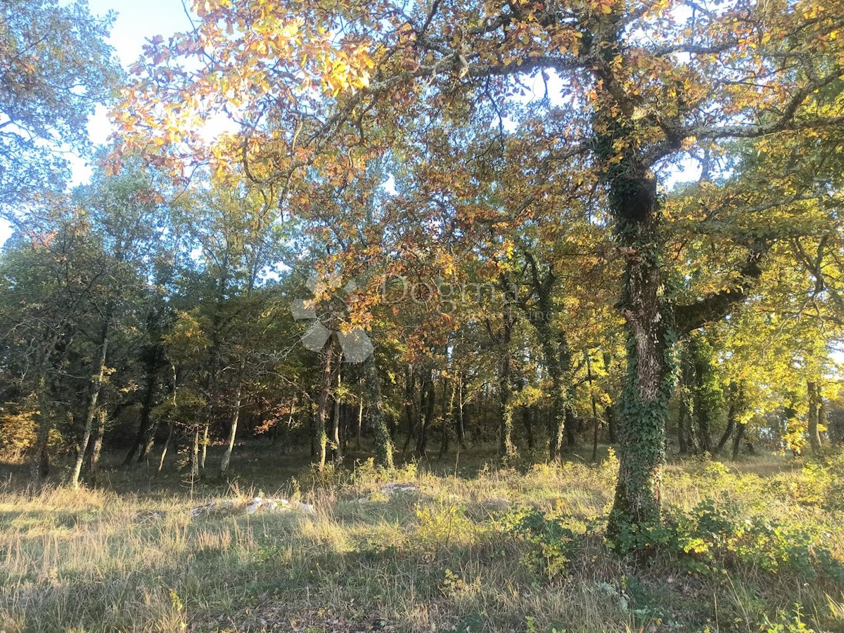 Zemljišče Tinjan, 18.000m2