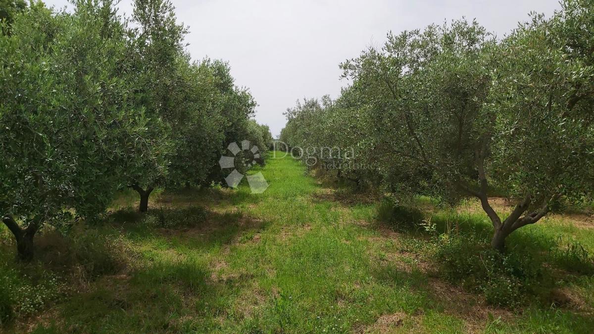 Zemljišče Kanfanar, 18.770m2