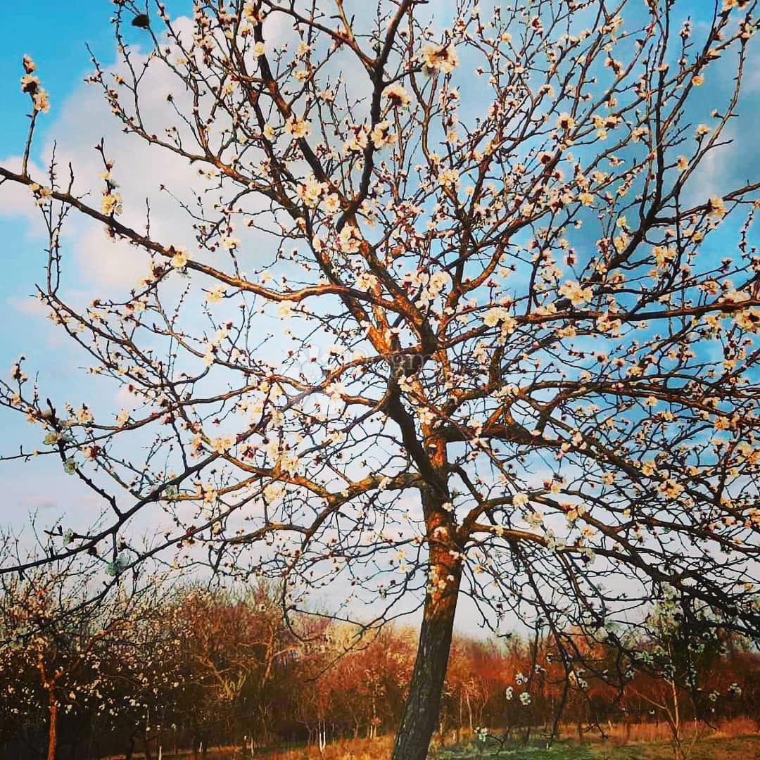 Hiša Suza, Kneževi Vinogradi, Suza, Kneževi Vinogradi, 79m2