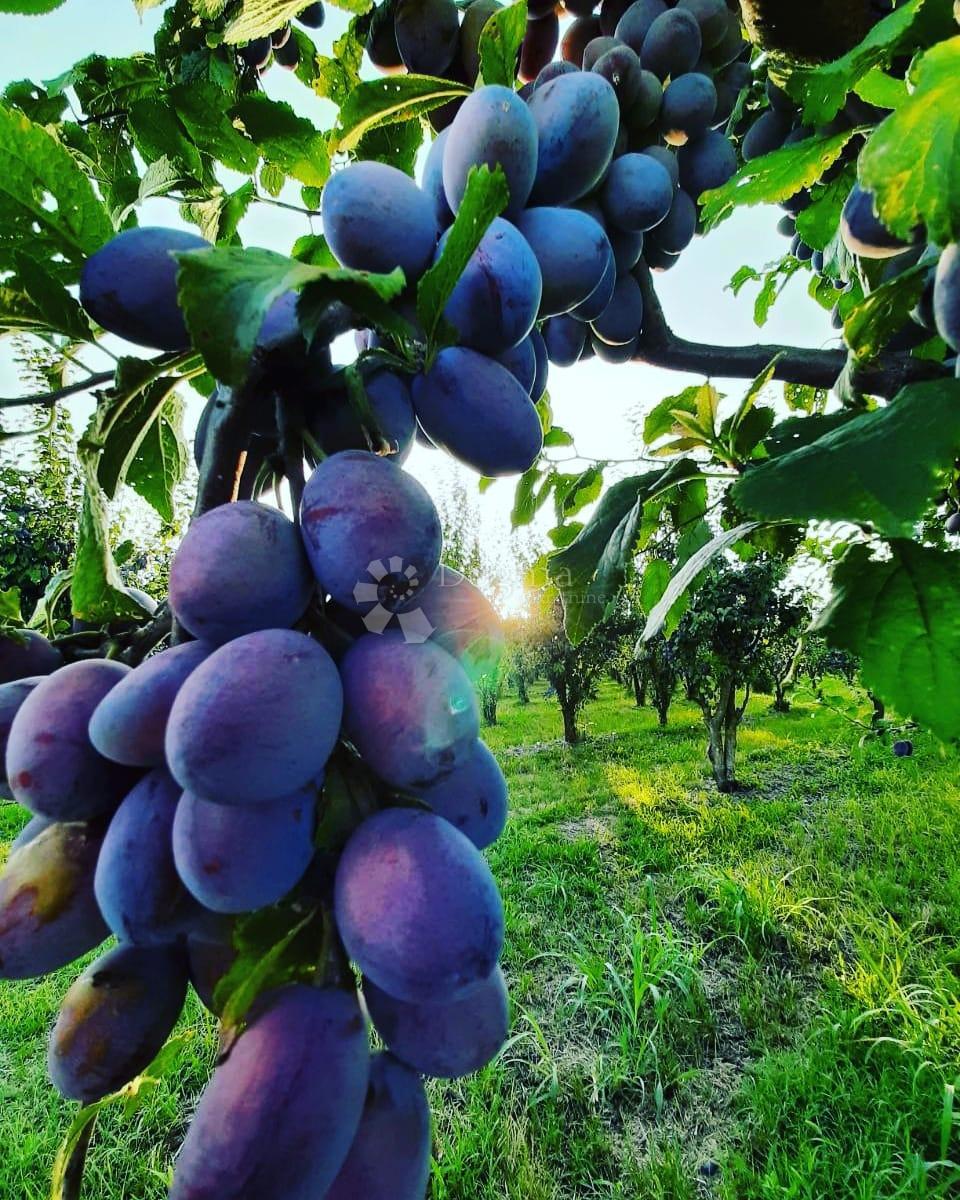 Hiša Suza, Kneževi Vinogradi, Suza, Kneževi Vinogradi, 79m2