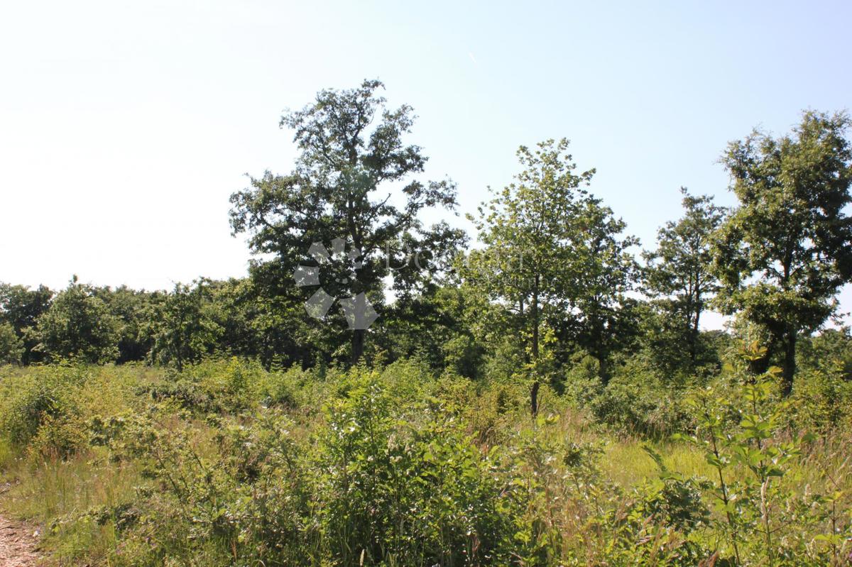Zemljišče Cukrići, Svetvinčenat, 1.600m2