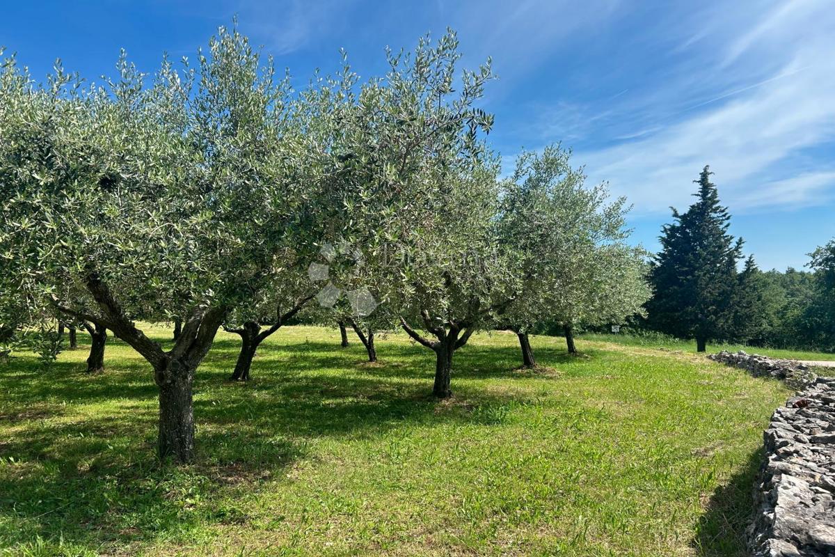 Zazidljivo zemljišče Sveti Lovreč, 980m2