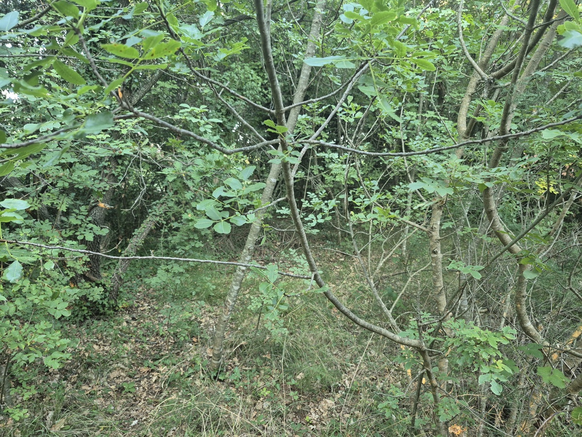 Kmetijsko zemljišče Kavran, Marčana, 1.942m2