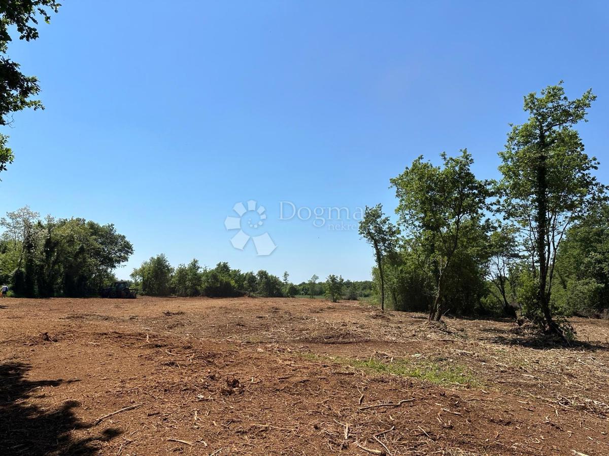 Istra – Muntić | Kmetijsko zemljišče 10.096 m2 z možnostjo gradnje