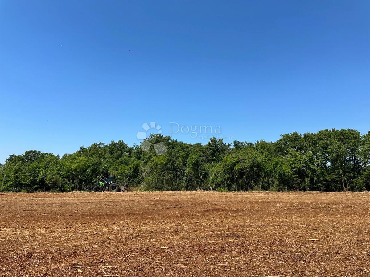 Istra – Muntić | Kmetijsko zemljišče 10.096 m2 z možnostjo gradnje