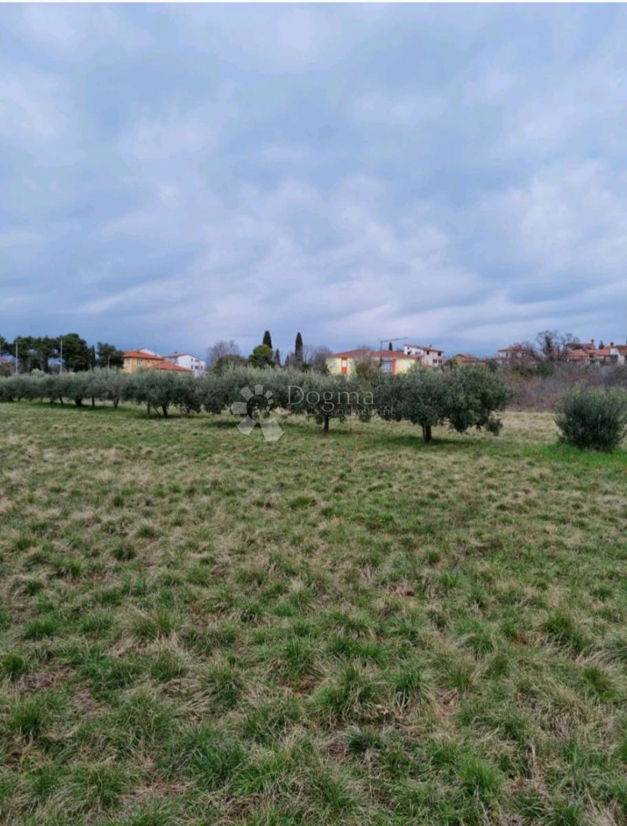 Zazidljivo zemljišče Murine, Umag, 600m2