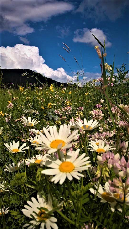 Kmetijsko zemljišče Kestenovac, Donji Lapac, 20.195m2