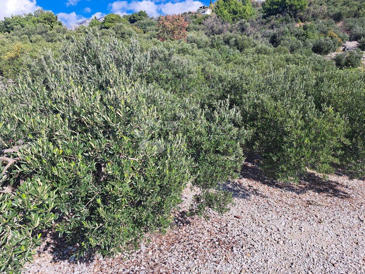 Kmetijsko zemljišče Podgora, 896m2