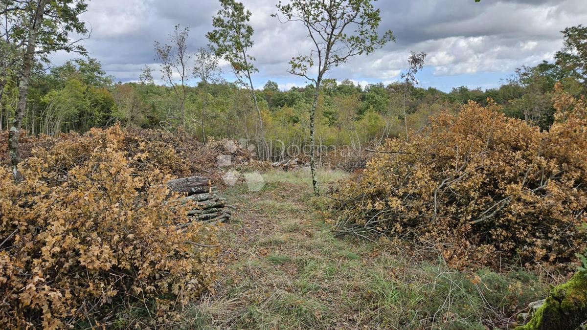 Zazidljivo zemljišče Barban, 3.445m2