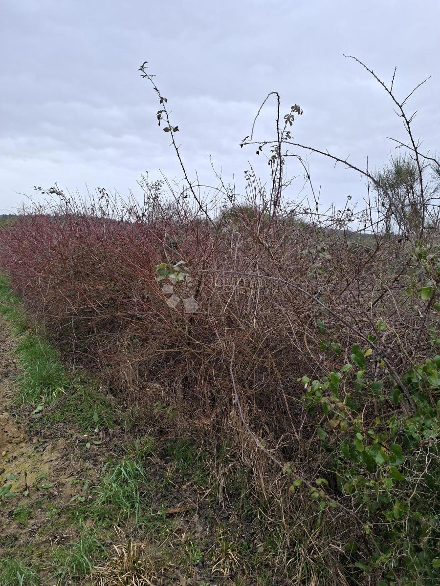 Kmetijsko zemljišče Krneza, Ražanac, 1.513m2