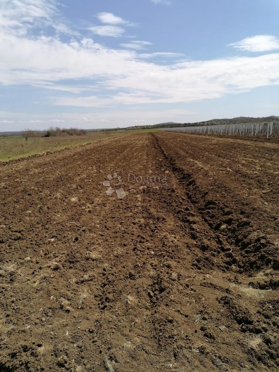 Kmetijsko zemljišče Nadin, Benkovac, 16.094m2