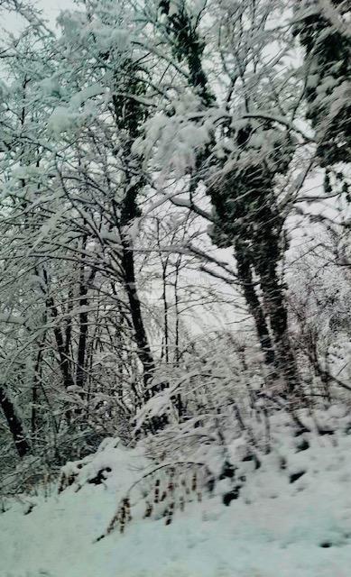 Kmetijsko zemljišče Popovo Selo, Ogulin, 7.513m2