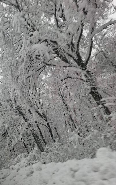 Kmetijsko zemljišče Popovo Selo, Ogulin, 7.513m2