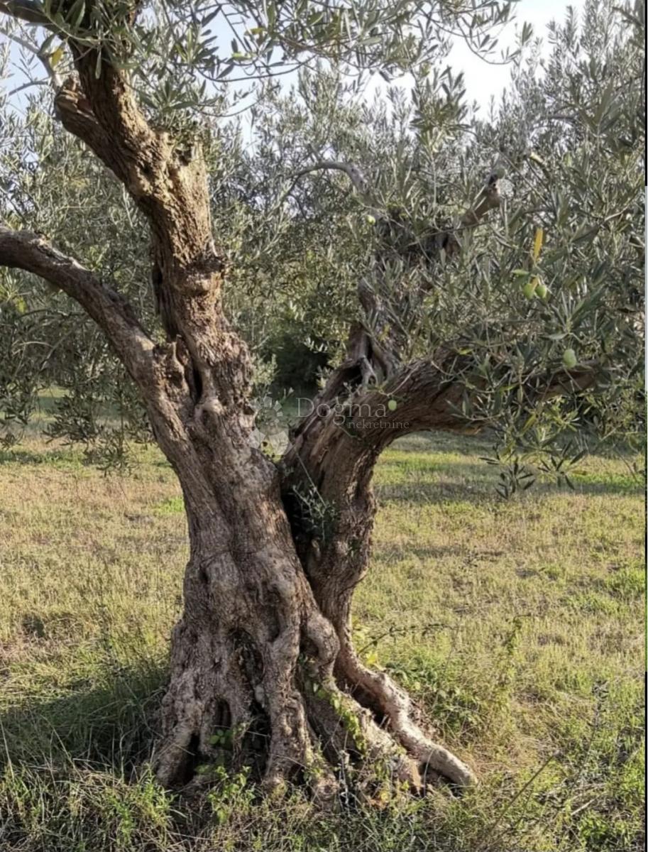 Kmetijsko zemljišče Rovinjsko Selo, Rovinj, 7.511m2