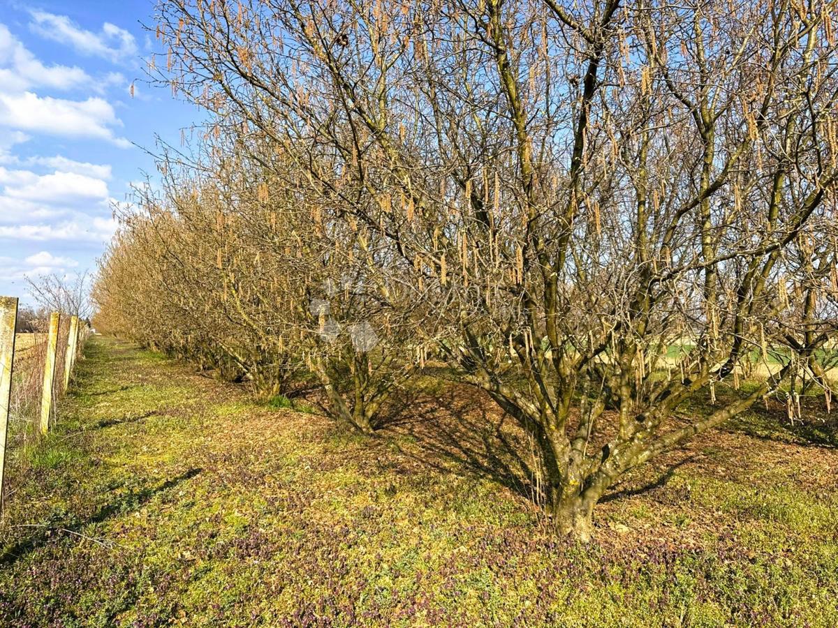 Kmetijsko zemljišče Križovec, Mursko Središće, 4.580m2