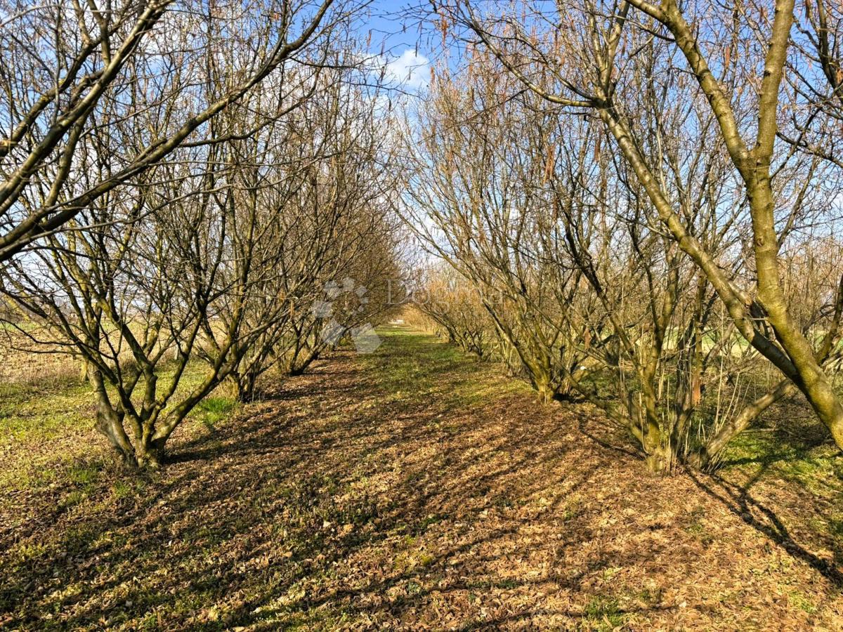 Kmetijsko zemljišče Križovec, Mursko Središće, 4.580m2