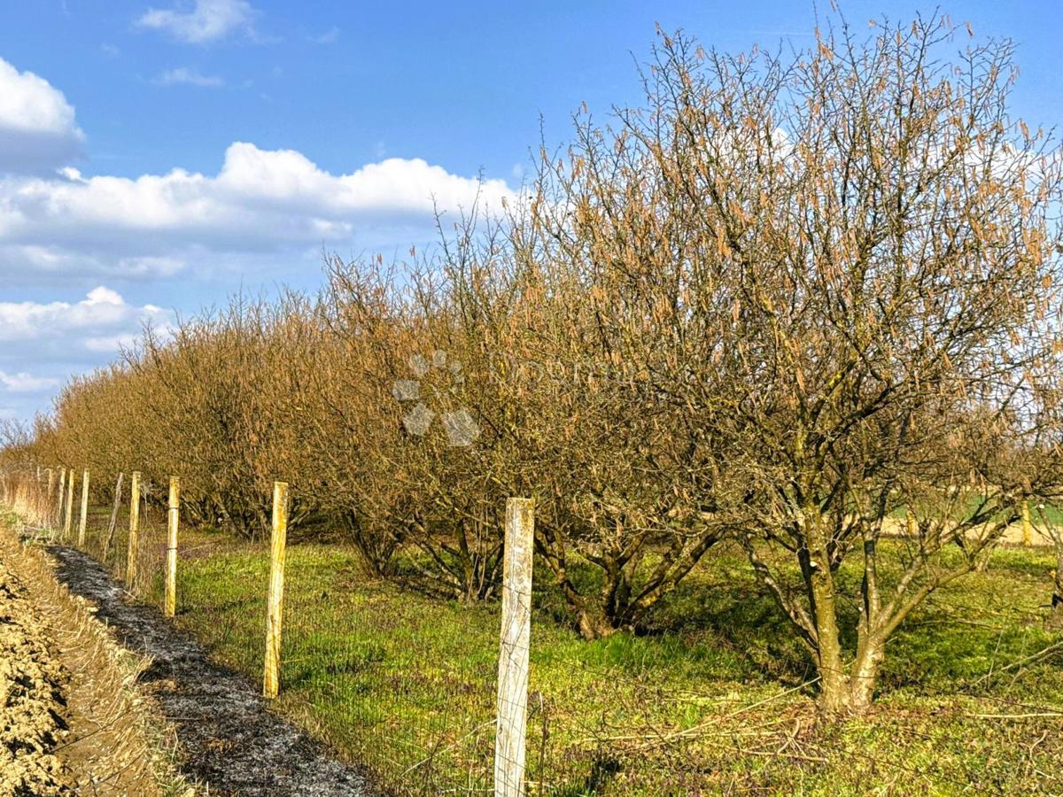 Kmetijsko zemljišče Križovec, Mursko Središće, 4.580m2