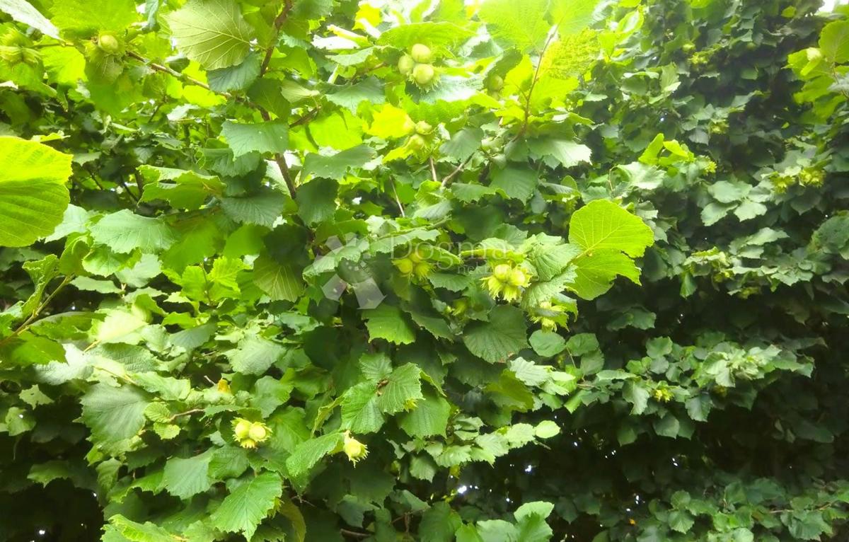 Kmetijsko zemljišče Križovec, Mursko Središće, 4.580m2