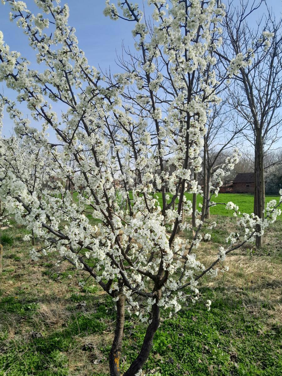 Kmetijsko zemljišče Centar, Vinkovci, 1.326m2