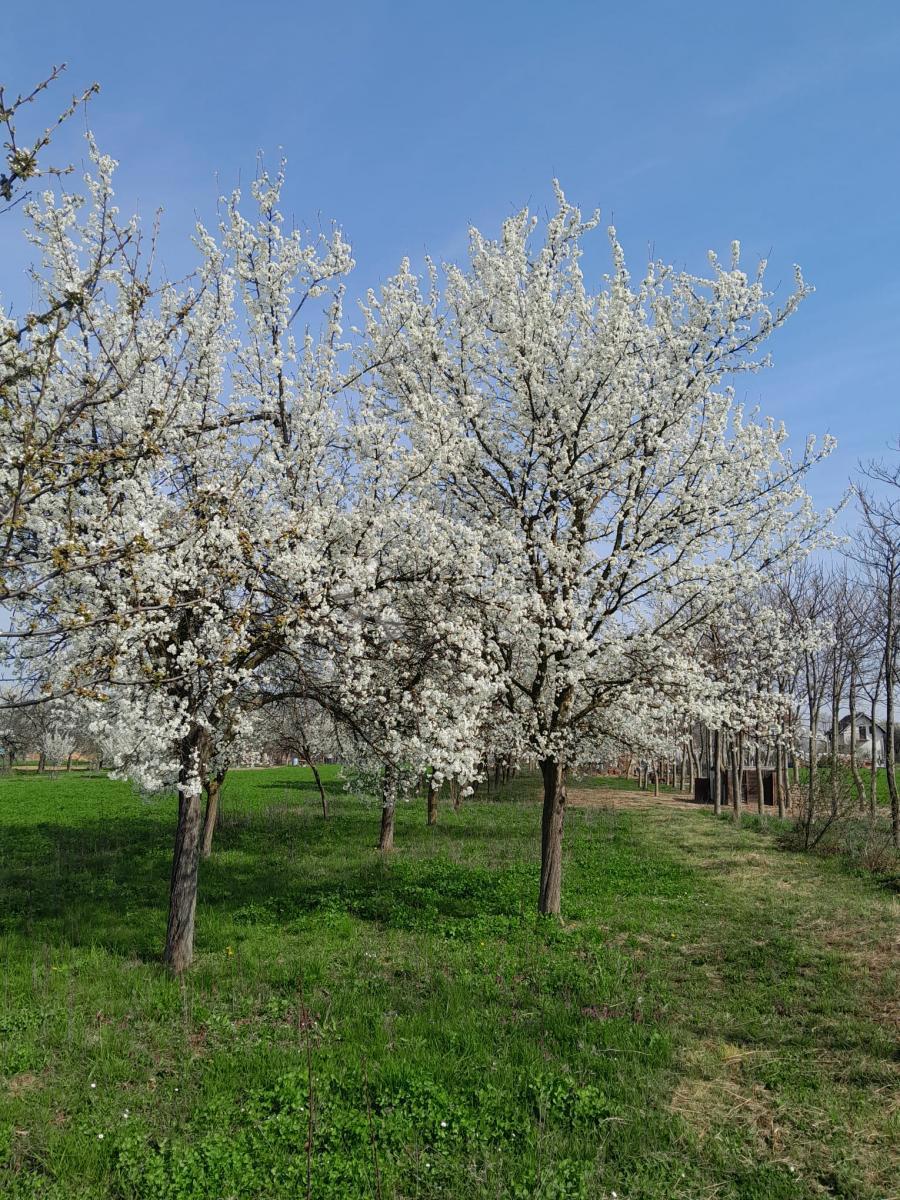 Kmetijsko zemljišče Centar, Vinkovci, 1.326m2