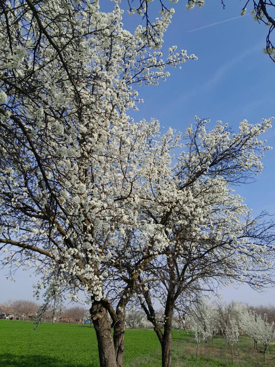 Kmetijsko zemljišče Centar, Vinkovci, 1.326m2