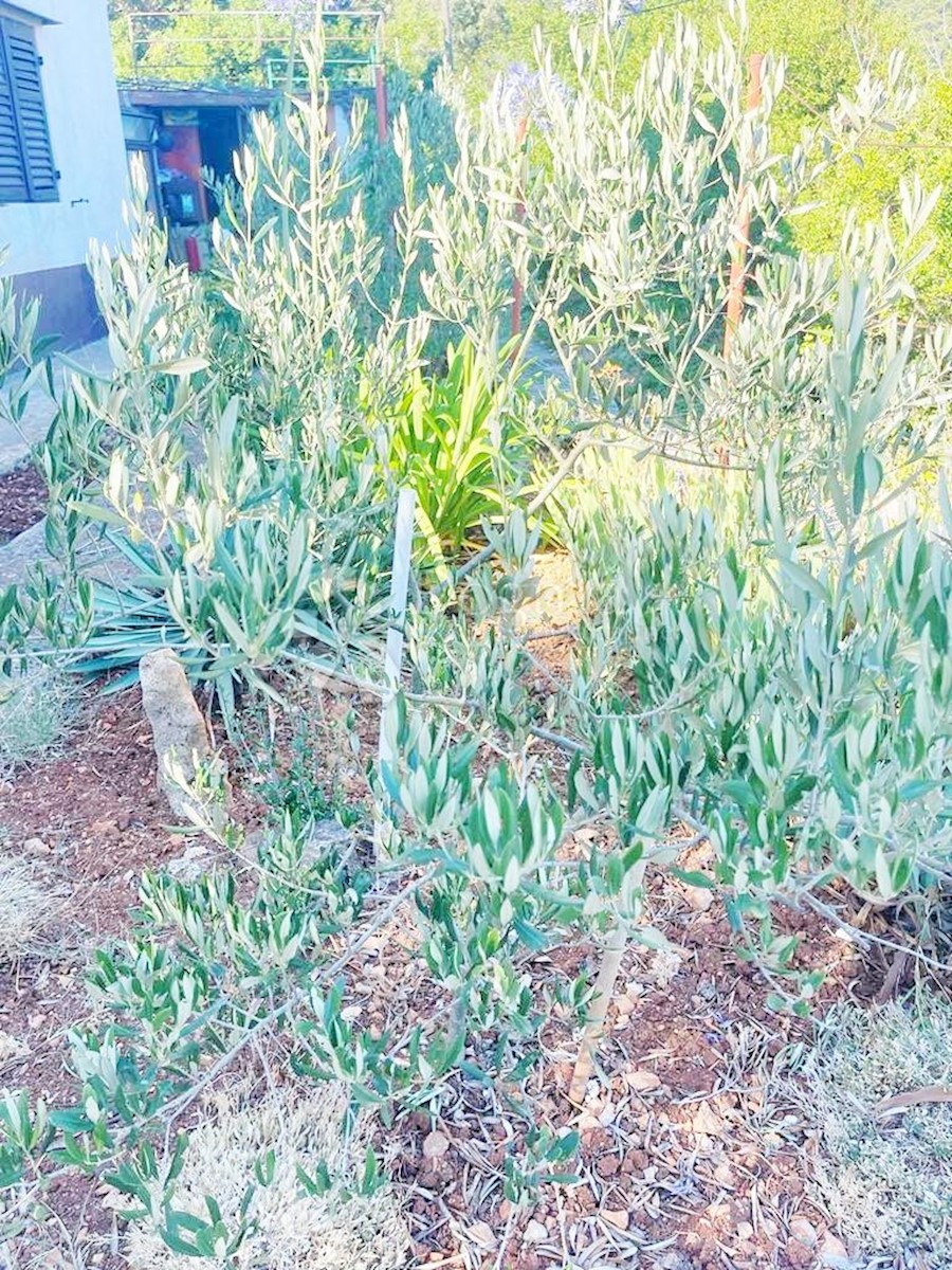 Hiša Veli Lošinj, Mali Lošinj, 340m2