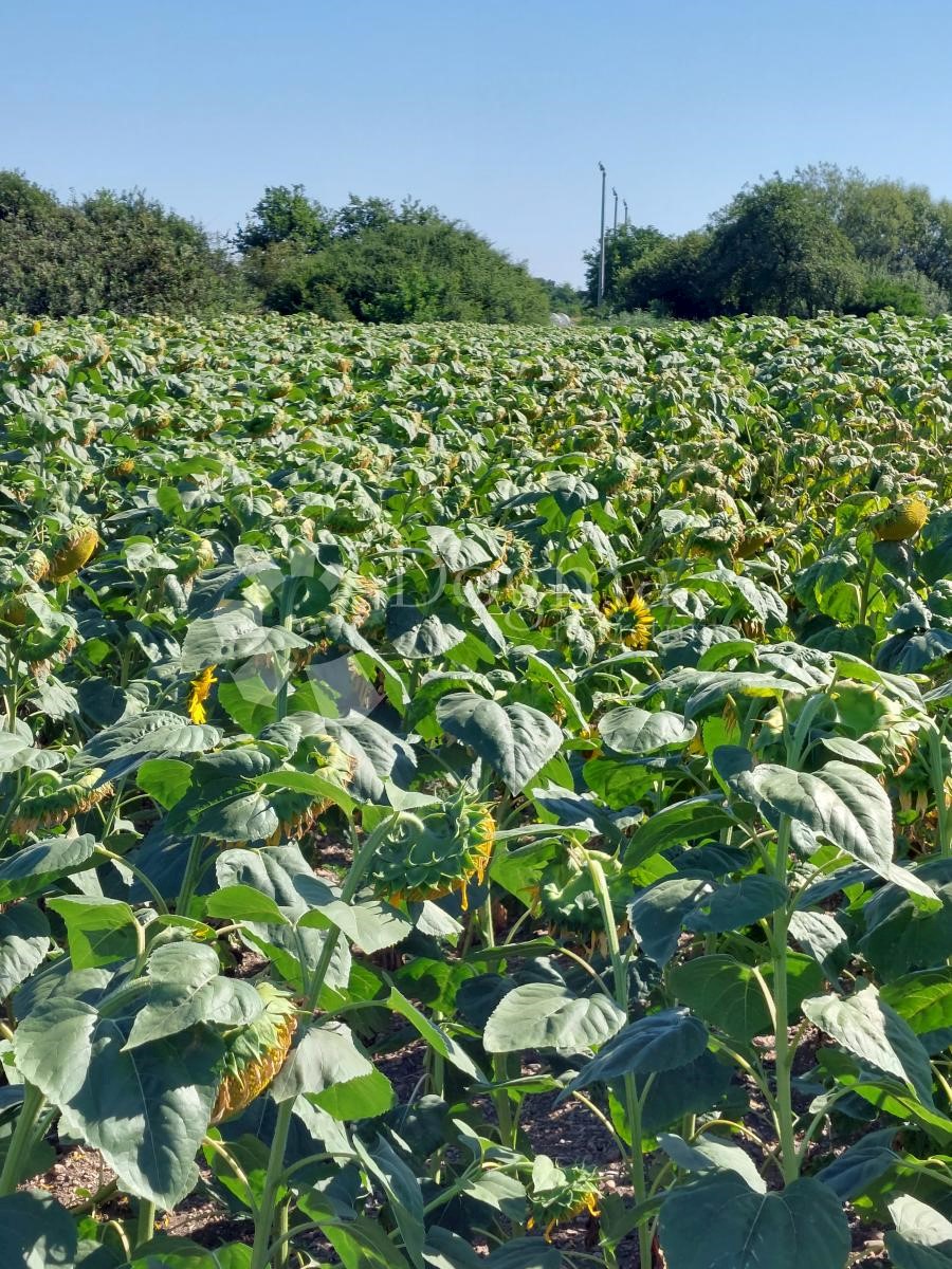 Zemljišče Gornji Kućan, Varaždin - Okolica, 1.302m2