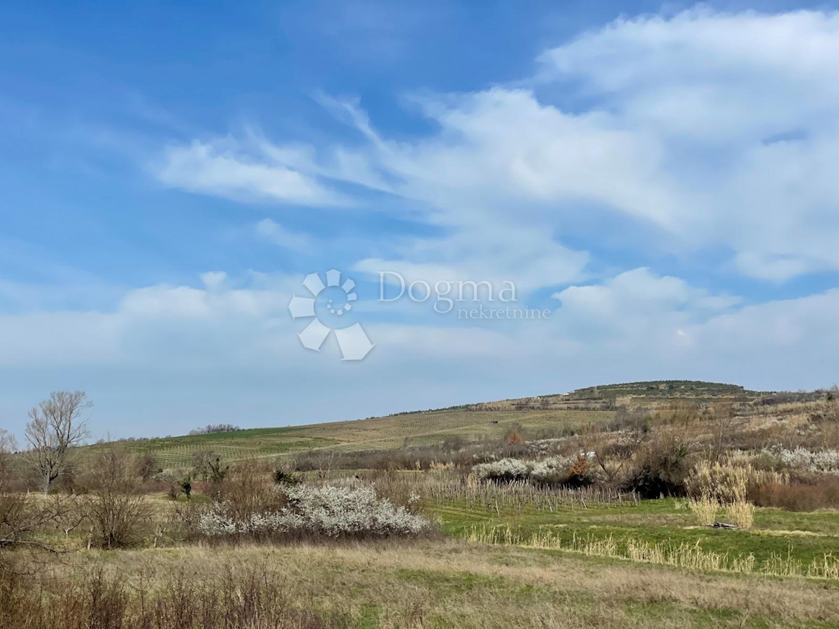 Zemljišče Buje, 15.980m2