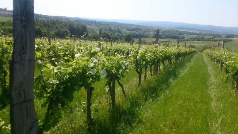 Zemljišče Gradište, Kutjevo, gradište, 78.505m2