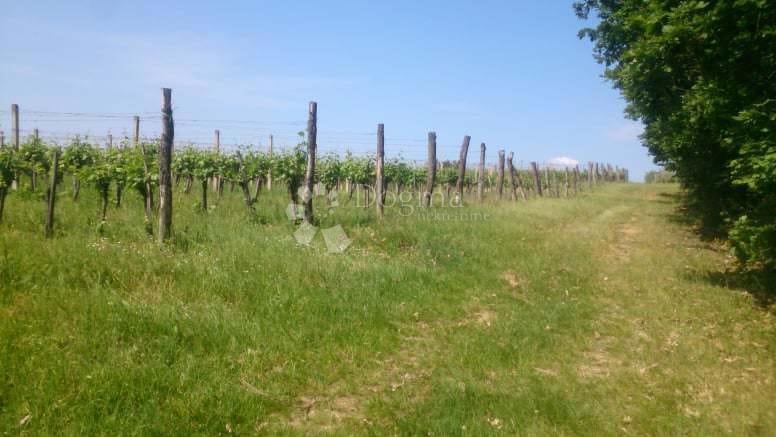 Zemljišče Gradište, Kutjevo, gradište, 78.505m2