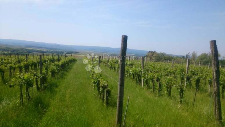Zemljišče Gradište, Kutjevo, gradište, 78.505m2
