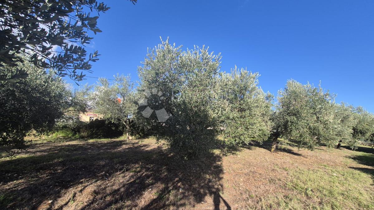 Zazidljivo zemljišče Peruški, Marčana, 493m2