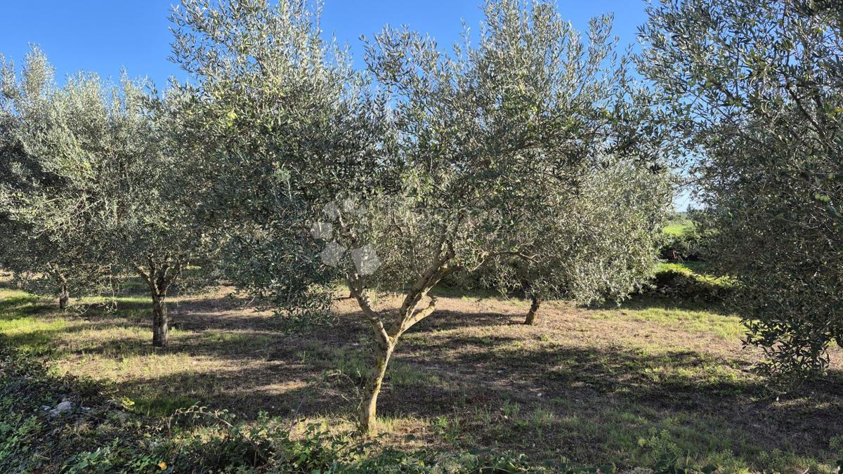 Zazidljivo zemljišče Peruški, Marčana, 493m2