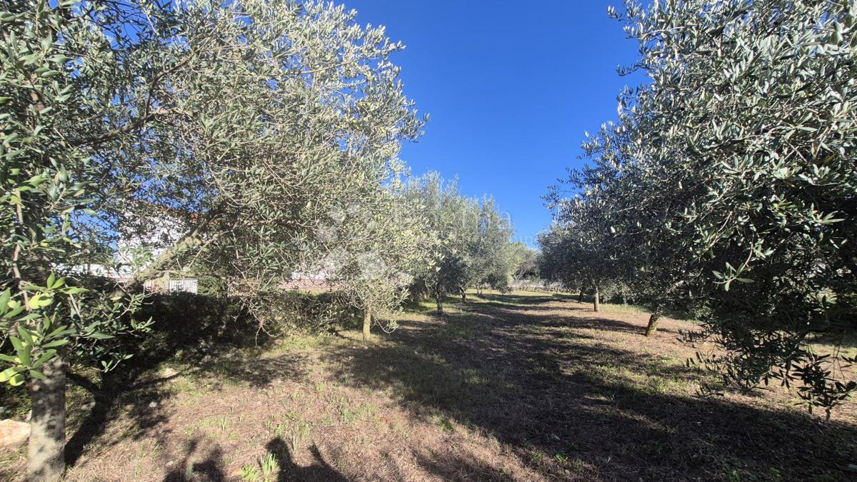 Zazidljivo zemljišče Peruški, Marčana, 493m2