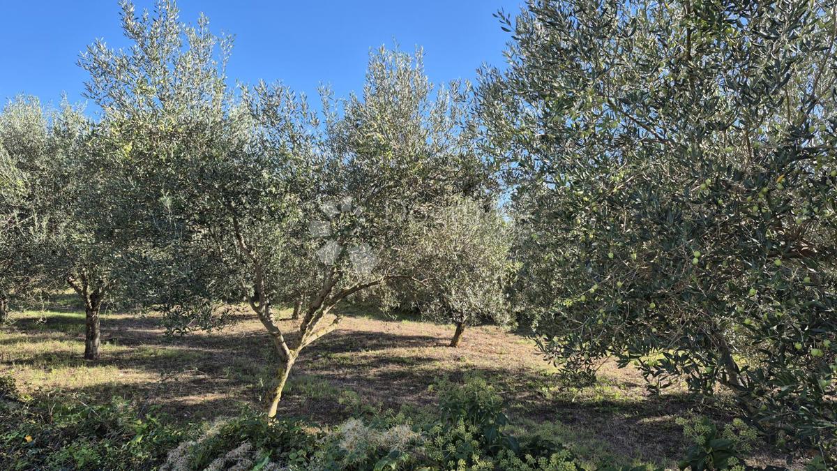 Zazidljivo zemljišče Peruški, Marčana, 493m2