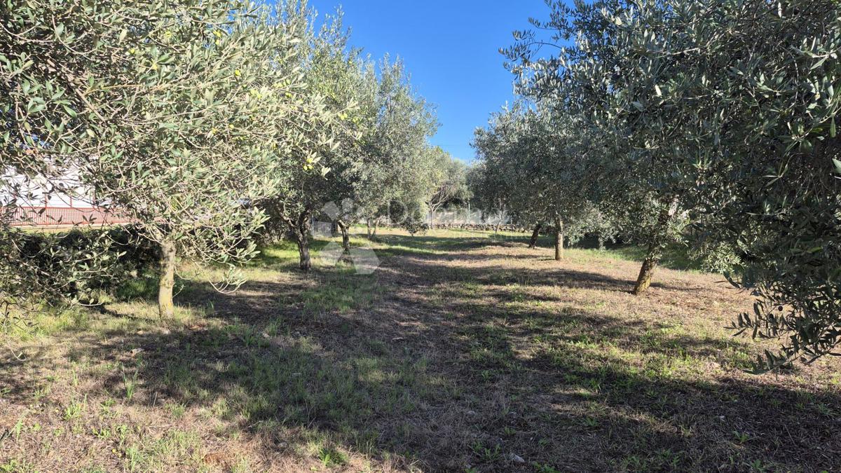 Zazidljivo zemljišče Peruški, Marčana, 493m2