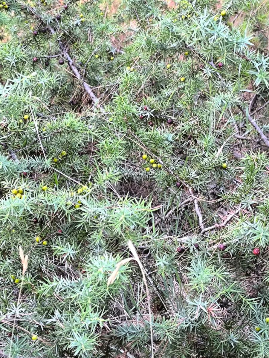 Kmetijsko zemljišče Prvić Šepurine, Vodice, 619m2