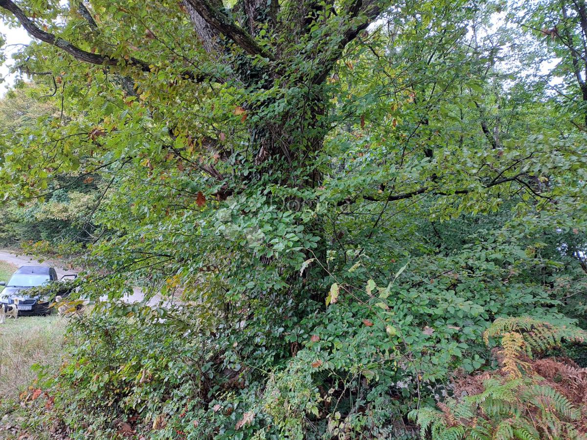 Kmetijsko zemljišče Ostrožin, Gvozd, 76.791m2