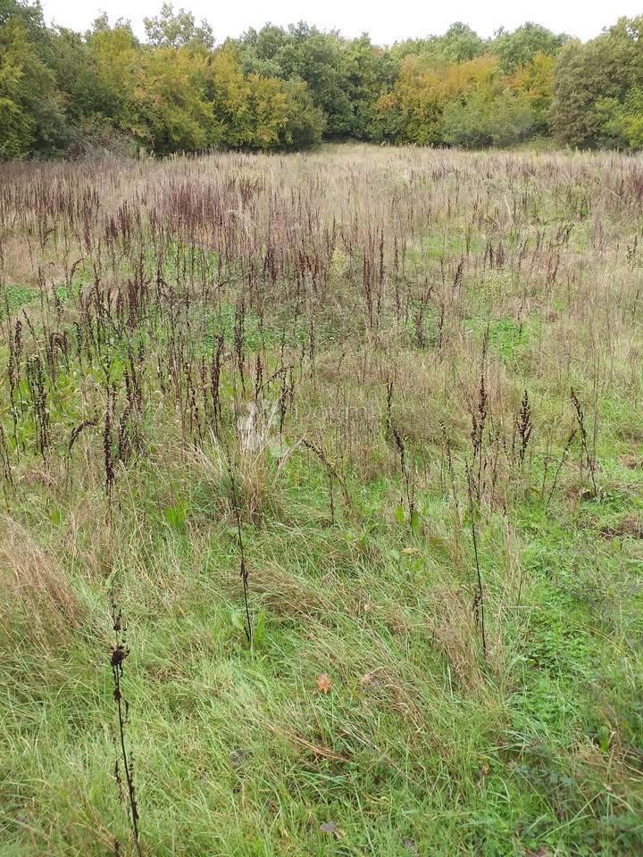 Kmetijsko zemljišče Cukrići, Svetvinčenat, 3.389m2