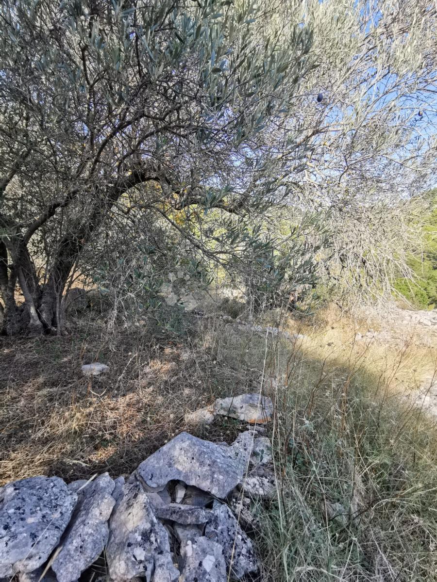 Kmetijsko zemljišče Potirna, Blato, 8.000m2