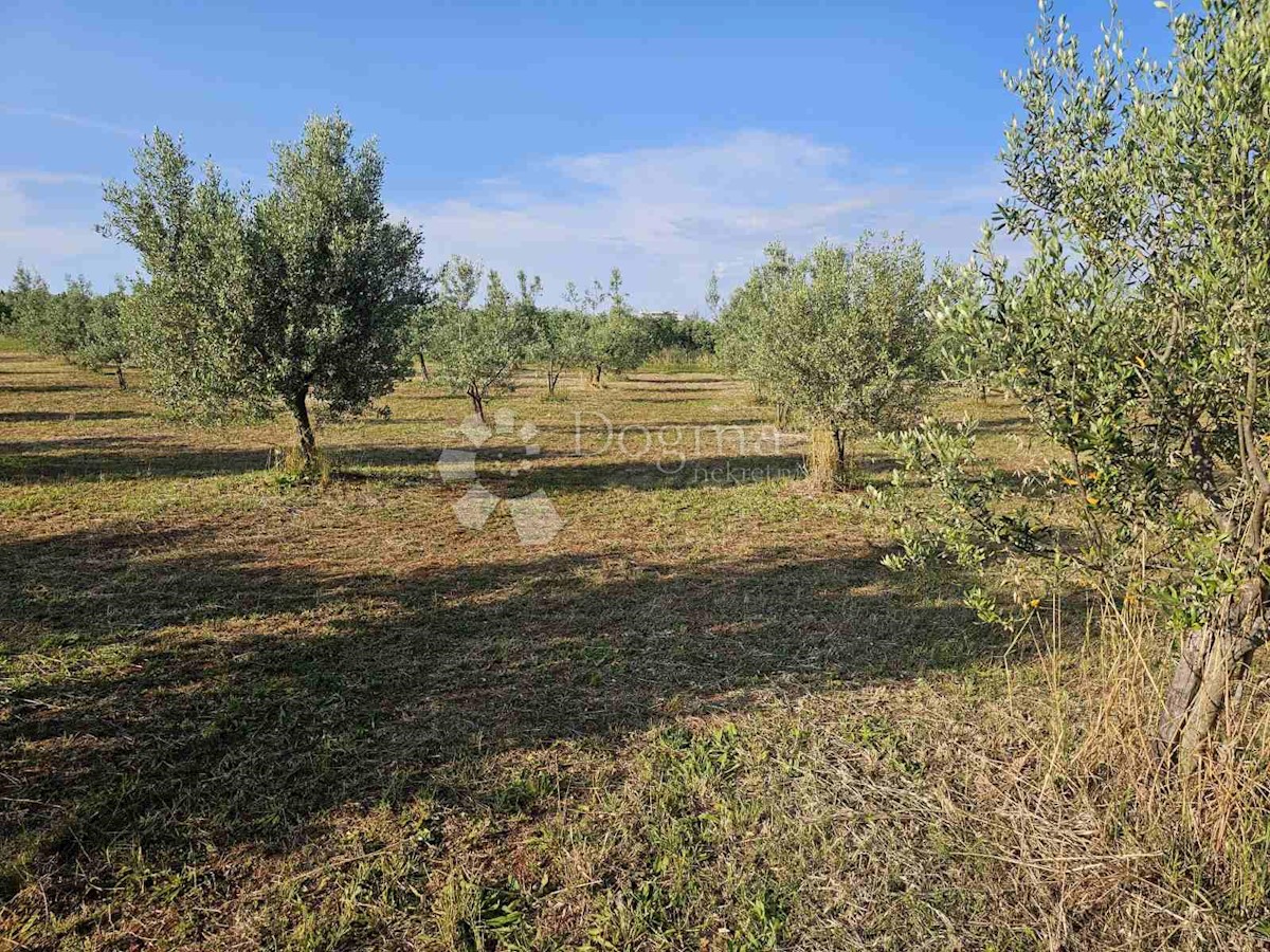 Zemljišče Umag, 8.400m2