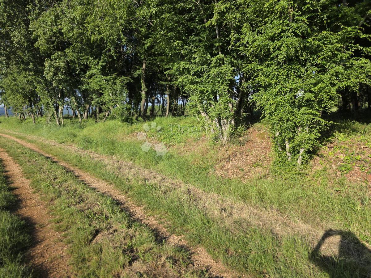Kmetijsko zemljišče Kaštelir, Kaštelir-Labinci, 32.620m2