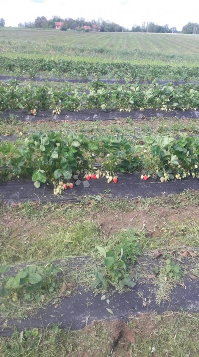 Hiša Donja Čemernica, Topusko, 100m2