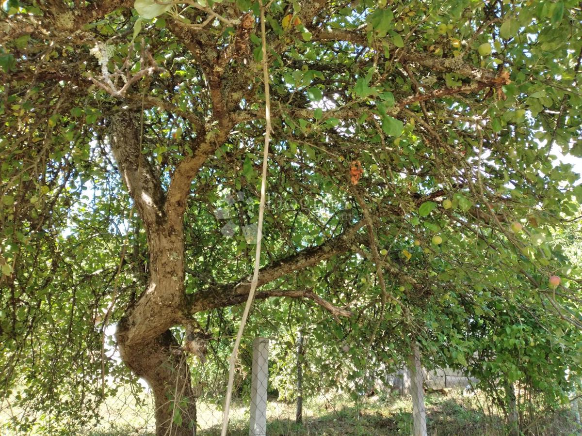 Hiša Golinja, Gvozd, 50m2