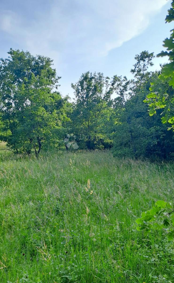 Kmetijsko zemljišče Žikovići, Višnjan, 6.118m2