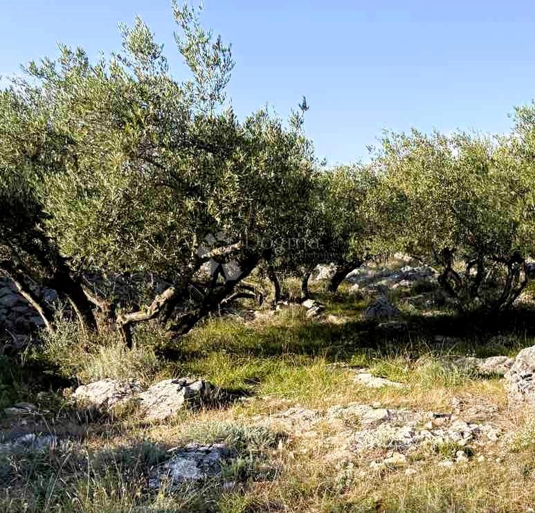 Kmetijsko zemljišče Grad Krk, Krk, 8.000m2