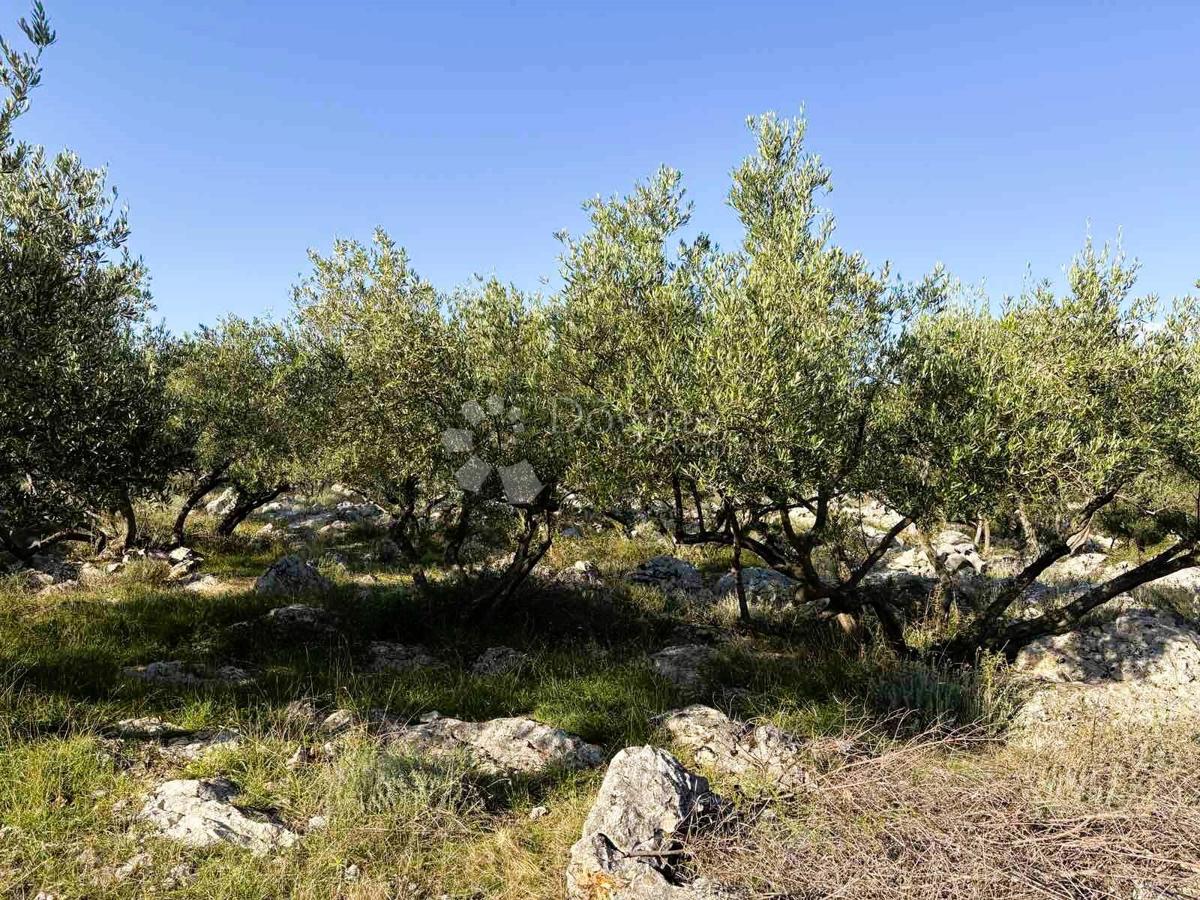 Kmetijsko zemljišče Grad Krk, Krk, 8.000m2